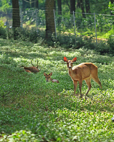 Rusa Timor